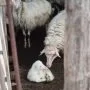2024-colorado-lamb-processors-featured-1500x1500-1-750x0-c-default