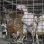 caged-hens-row-1000x0-c-default