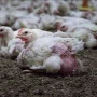 half_chicken-1000x0-c-default