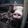 pig-close-up-gestation-crate-1500x1500-1-750x0-c-default