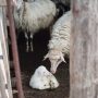 2024-colorado-lamb-processors-featured-1500x1500-1-750x0-c-default