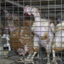 caged-hens-row-1000x0-c-default