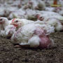 half_chicken-1000x0-c-default